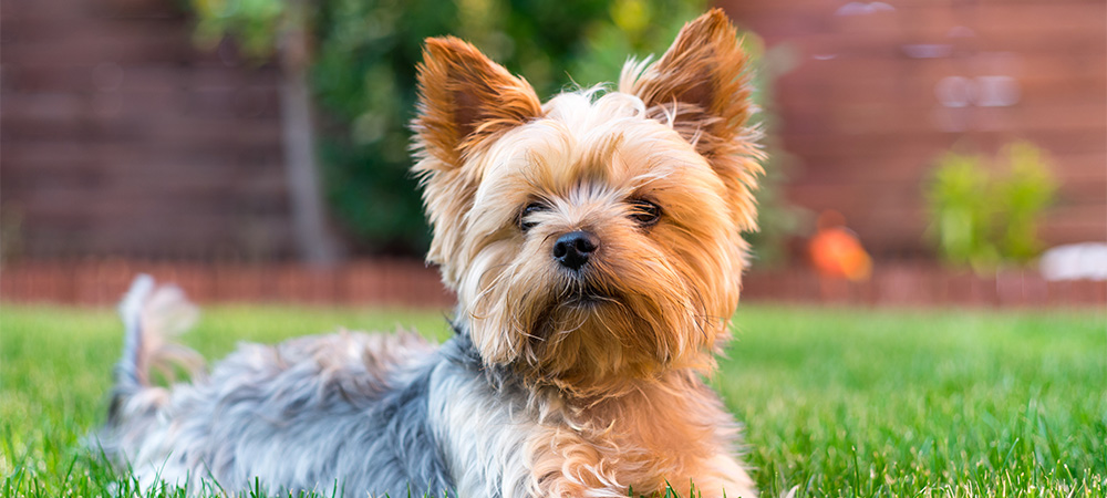 Yorkshire Terrier