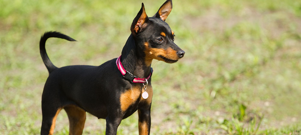 Zwergpinscher, Rehpinscher