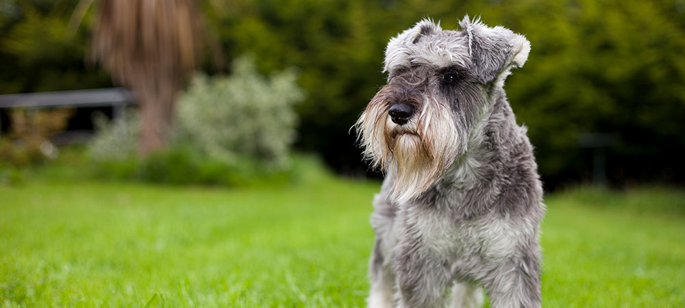 Zwergschnauzer